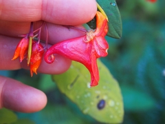 Impatiens turrialbana