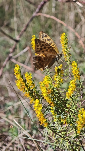 Yellow Odontites