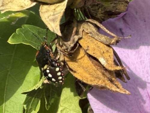 Southern Green Stink Bug