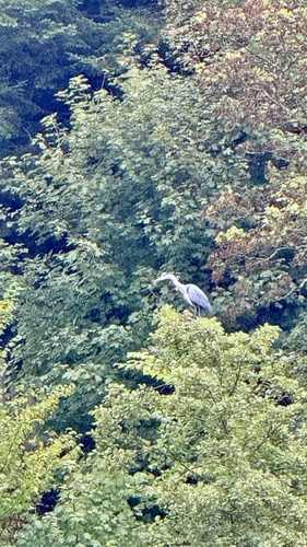 Grey Heron