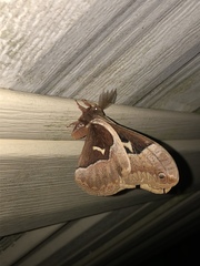 Callosamia angulifera