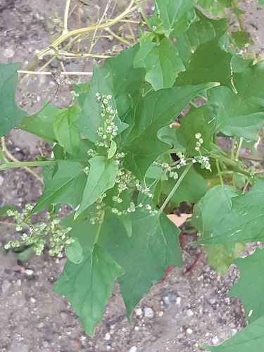 Наблюдение на iNaturalist