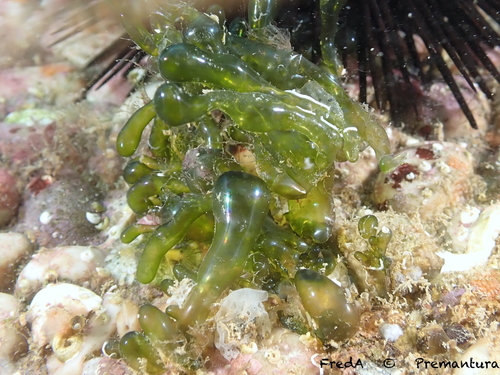 Valonia utricularis observed 2026-09-17