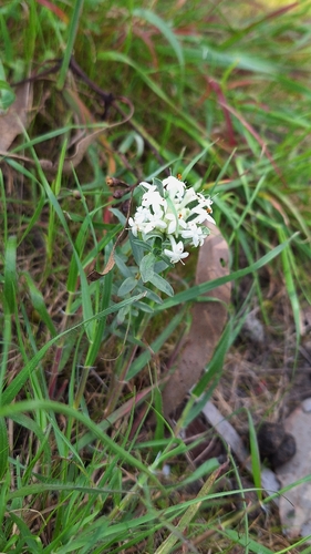 Pimelea humilis
