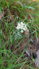 Pimelea humilis