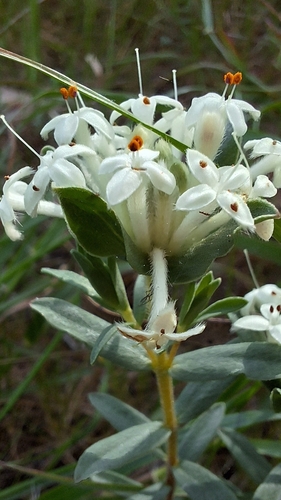 Pimelea humilis, photograph 2