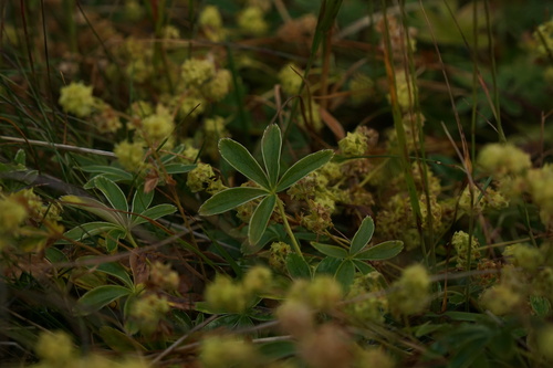 Alpine Lady's-mantle