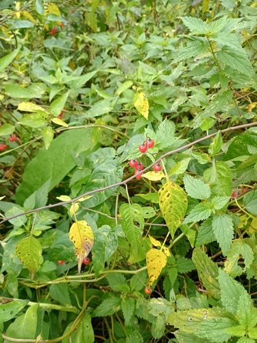 bittersweet nightshade