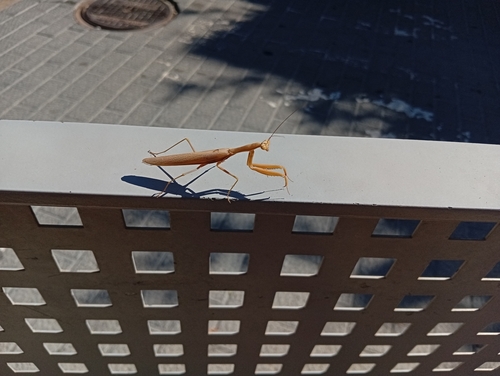 European Mantis
