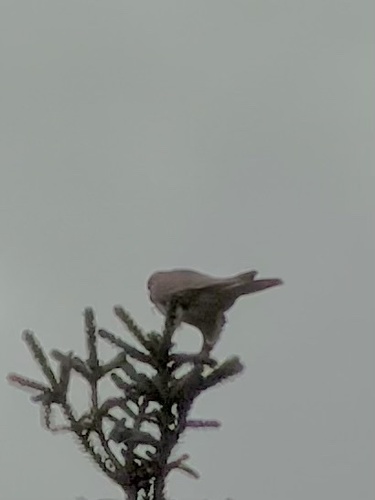 Western Eurasian Kestrel