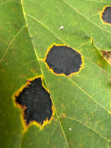 Black Tar Spot