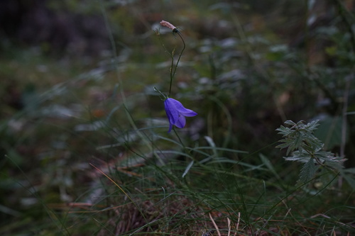 Common Harebell