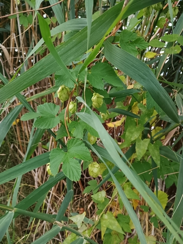 common hops