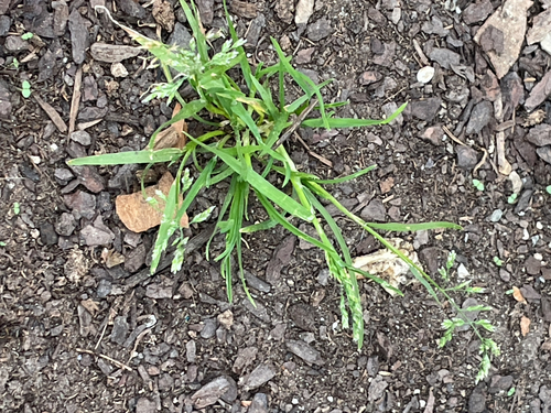 Poa annua, photograph 5