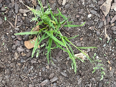 Poa annua, photograph author not stated, no rights reserved