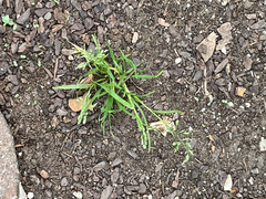 Poa annua, photograph author not stated, no rights reserved