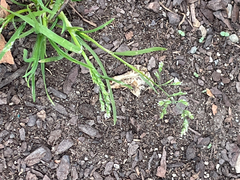 Poa annua, photograph author not stated, no rights reserved