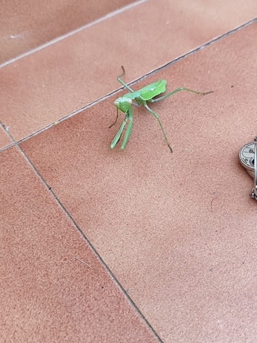 Giant African Mantis