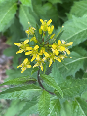 Sisymbrium strictissimum