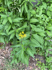 Sisymbrium strictissimum, photograph author not stated, no rights reserved