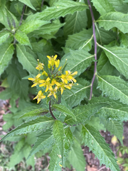 Sisymbrium strictissimum, photograph author not stated, no rights reserved
