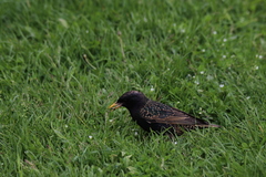 Sturnus vulgaris