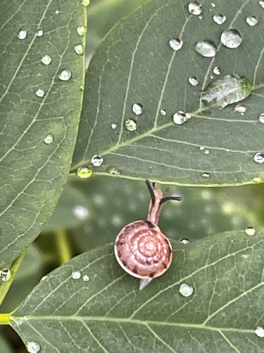Girdled Snail