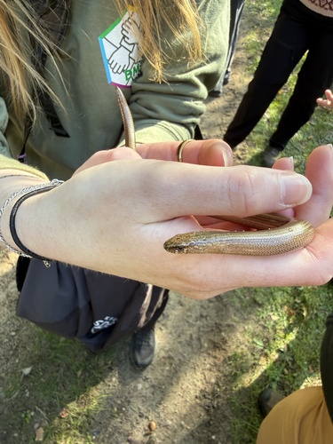 Common Slowworm