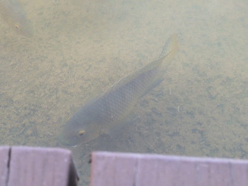 Redbelly Tilapia