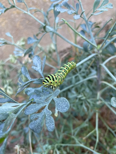 Old World Swallowtail
