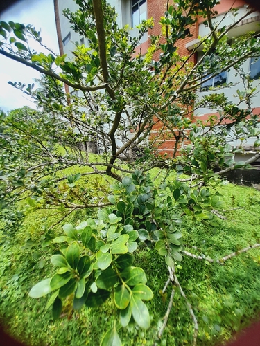 Wood-apple