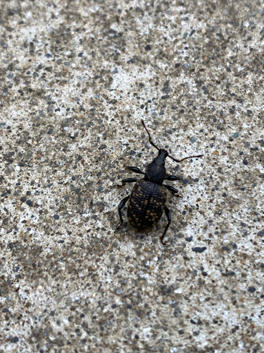 Black Vine Weevil
