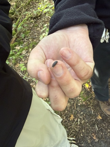 Common Rough Woodlouse