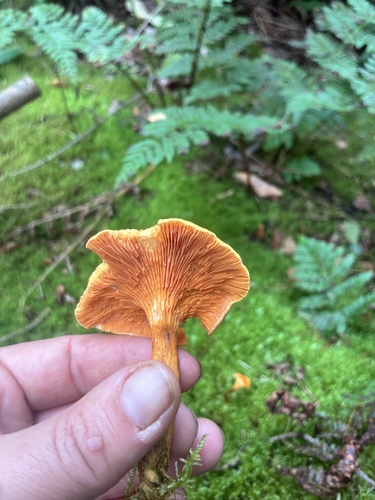 False Chanterelle