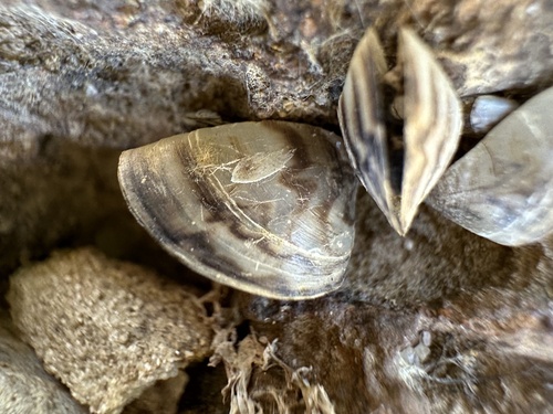 Zebra Mussel