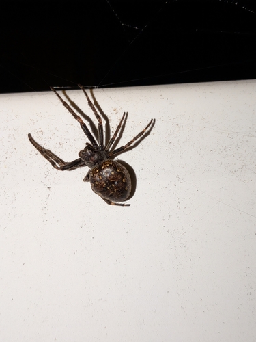 Walnut Orbweaver
