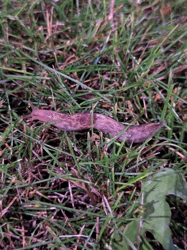 Milky Slug