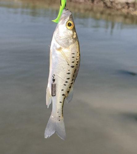 Japanese Seabass
