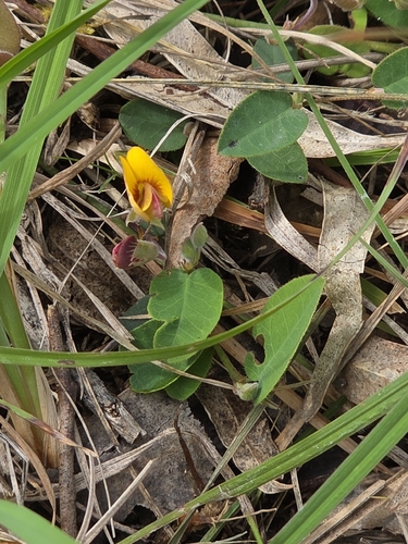 Bossiaea prostrata, photograph 1
