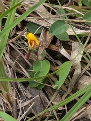 Bossiaea prostrata