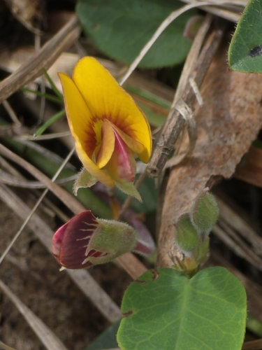 Bossiaea prostrata, photograph 2