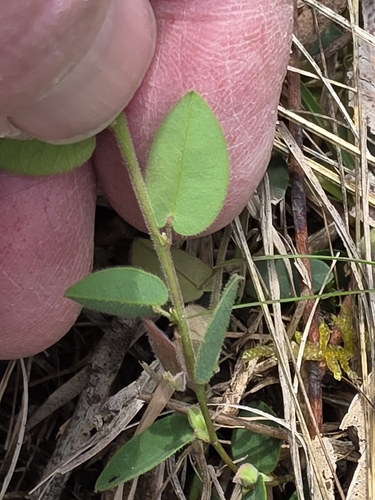 Bossiaea prostrata, photograph 3
