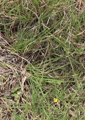 Bossiaea prostrata, photograph (c) Ian Rainbow, some rights reserved (CC BY)