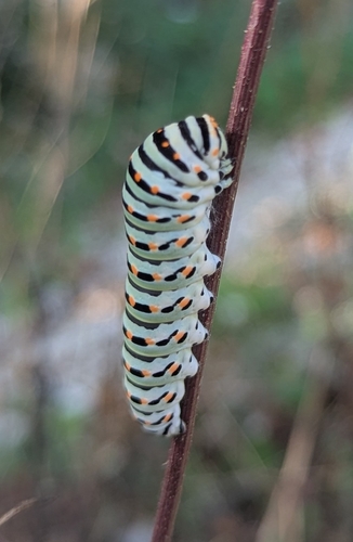 Old World Swallowtail