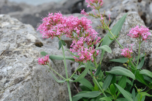 Red Valerian