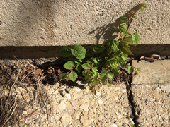 Ulmus pumila