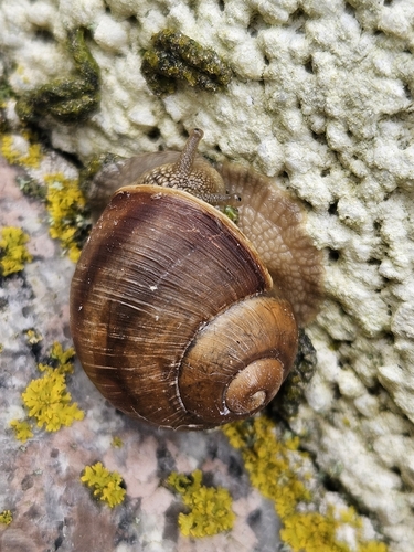 Roman Snail