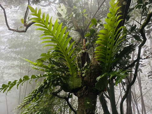 Rock-ginger Fern