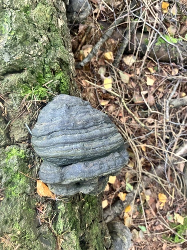 Hoof Fungus