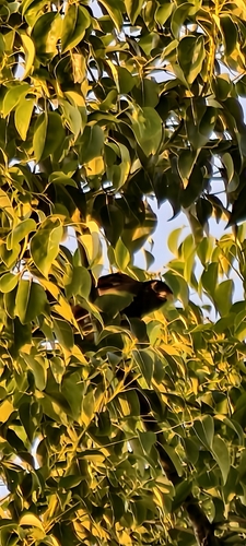 Common Myna